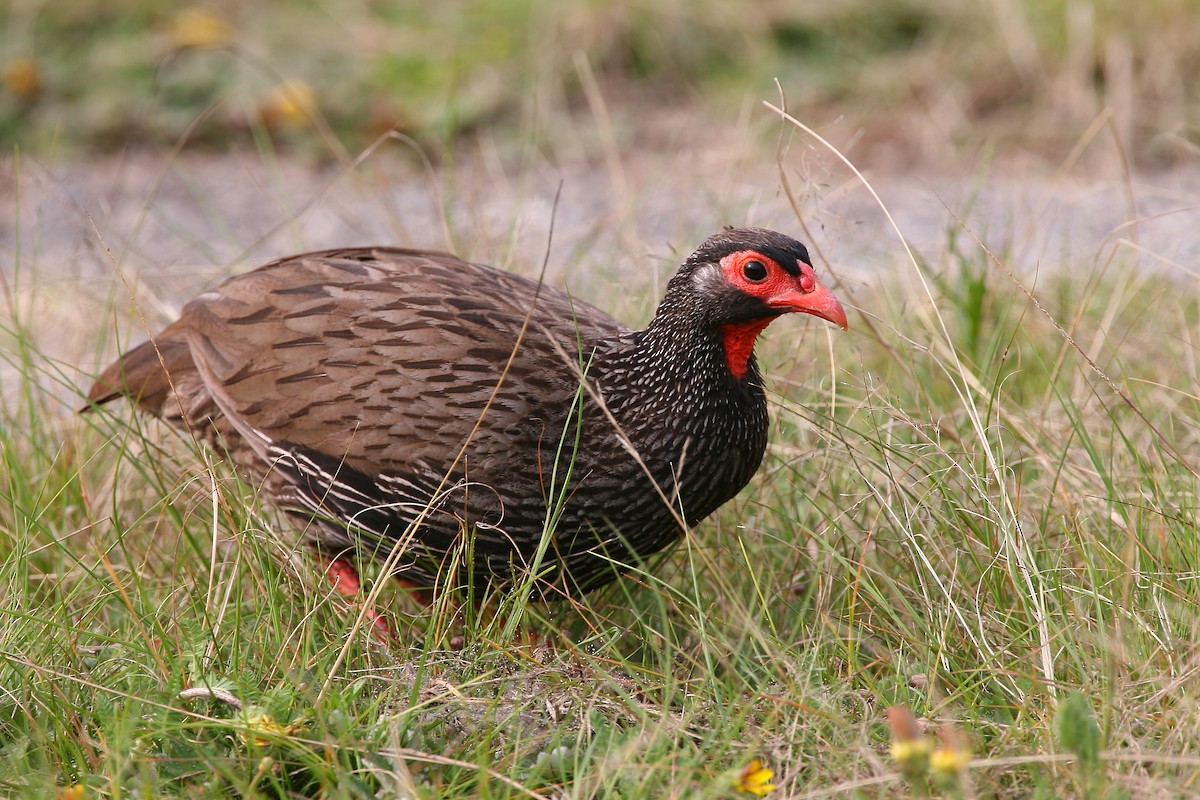 Red-necked Spurfowl - Bruce Robinson