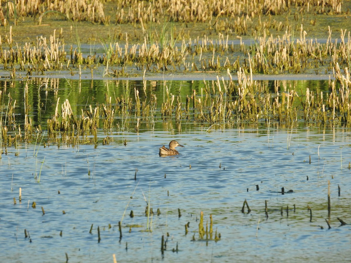 Blue-winged Teal - ML250837101