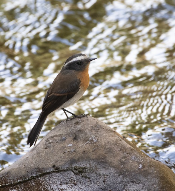 Rufous-breasted Chat-Tyrant
