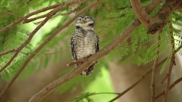 Spotted Owlet - ML250839021