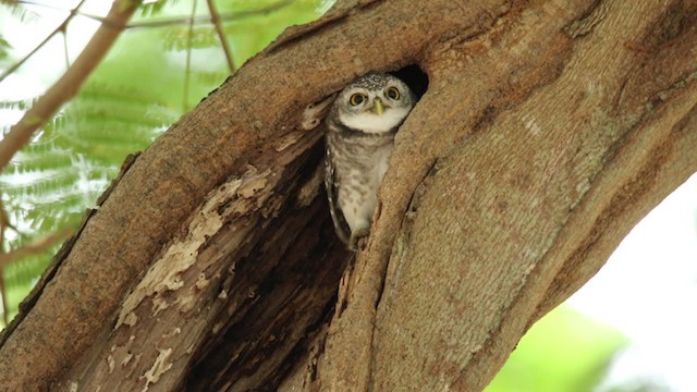 Spotted Owlet - ML250839051