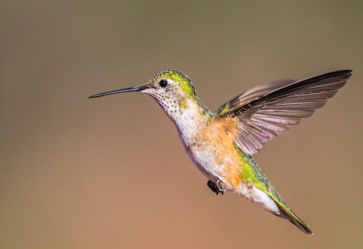 Broad-tailed Hummingbird - ML250840631