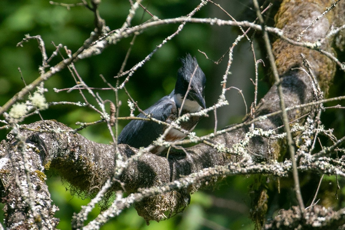 Belted Kingfisher - ML250840781