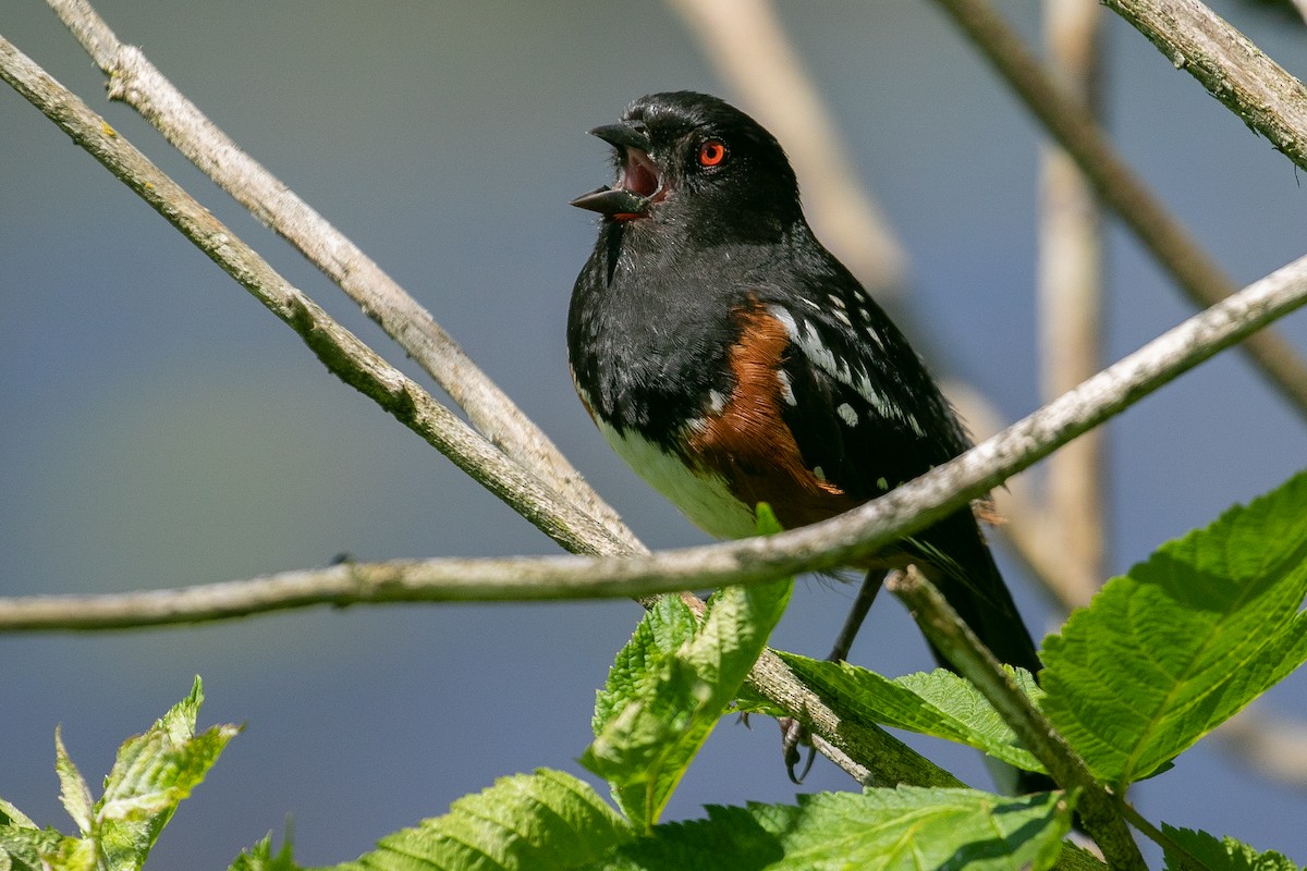Spotted Towhee - ML250840871