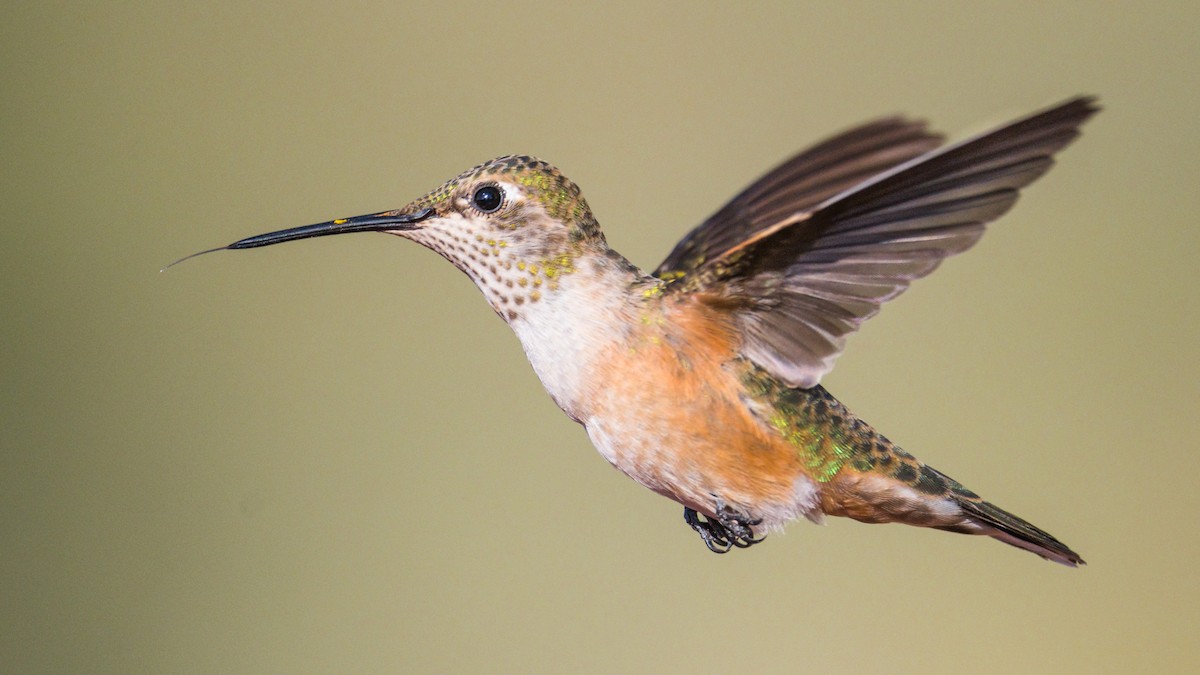 Broad-tailed Hummingbird - ML250841211