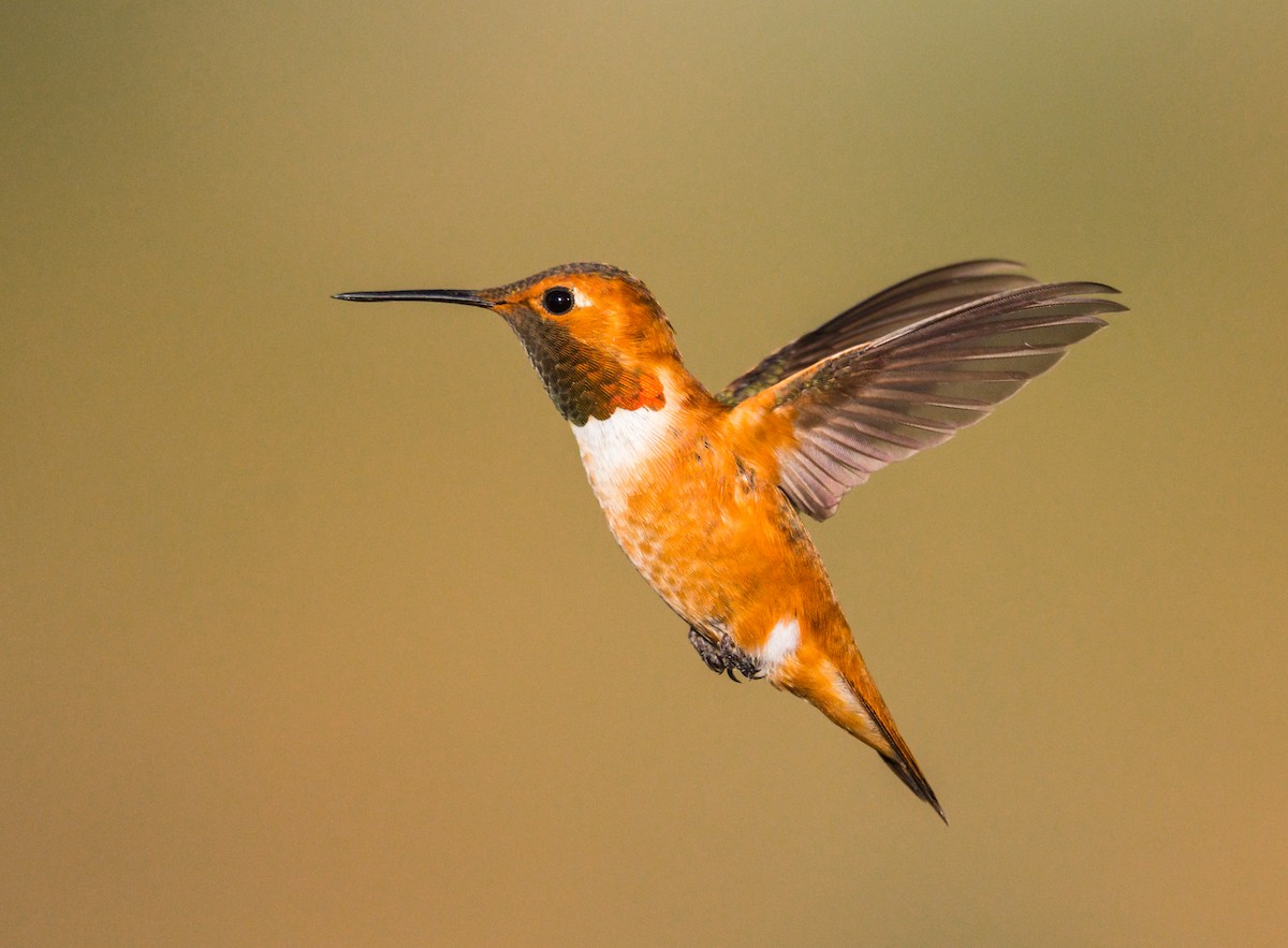 Rufous Hummingbird - Jim Merritt