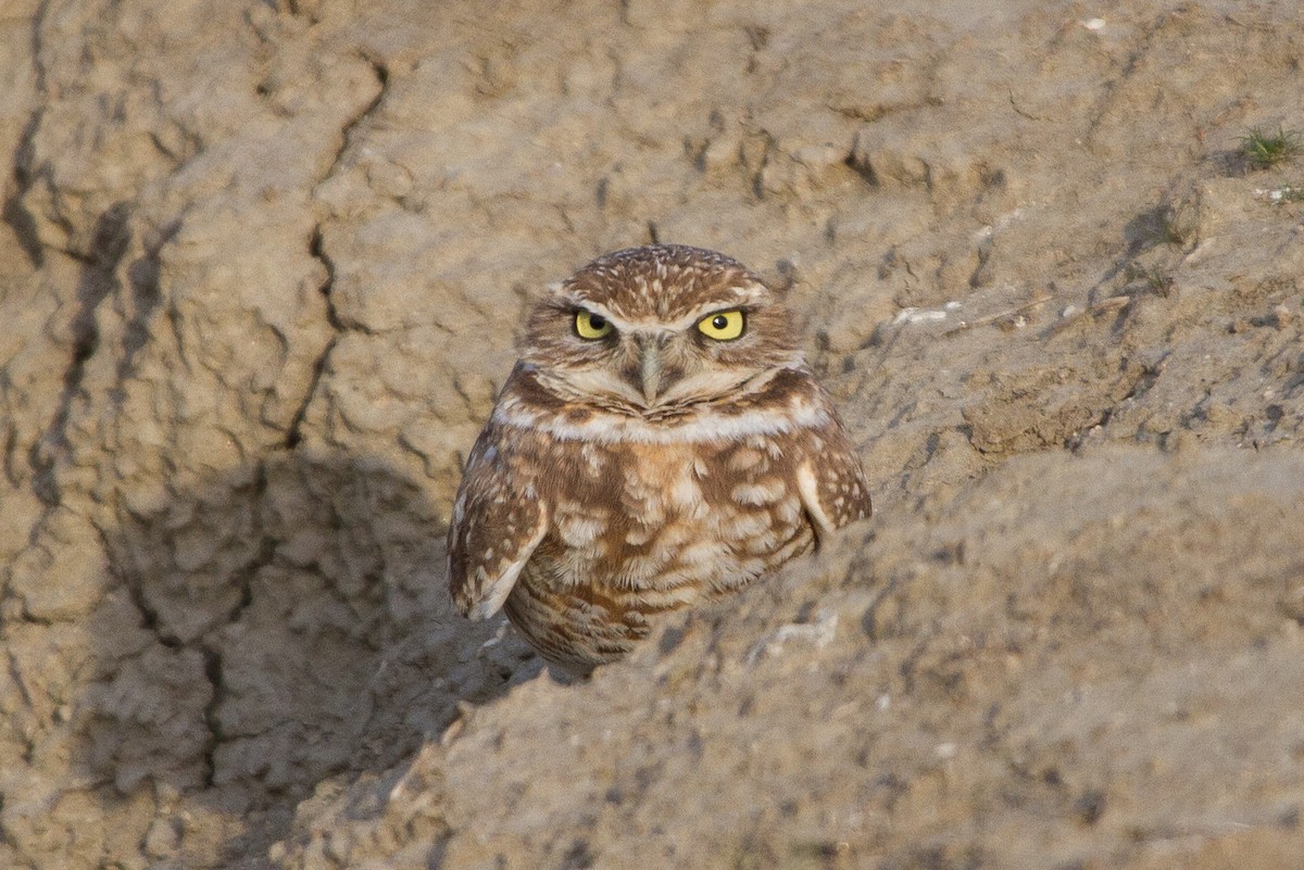 Burrowing Owl - Brad Dawson