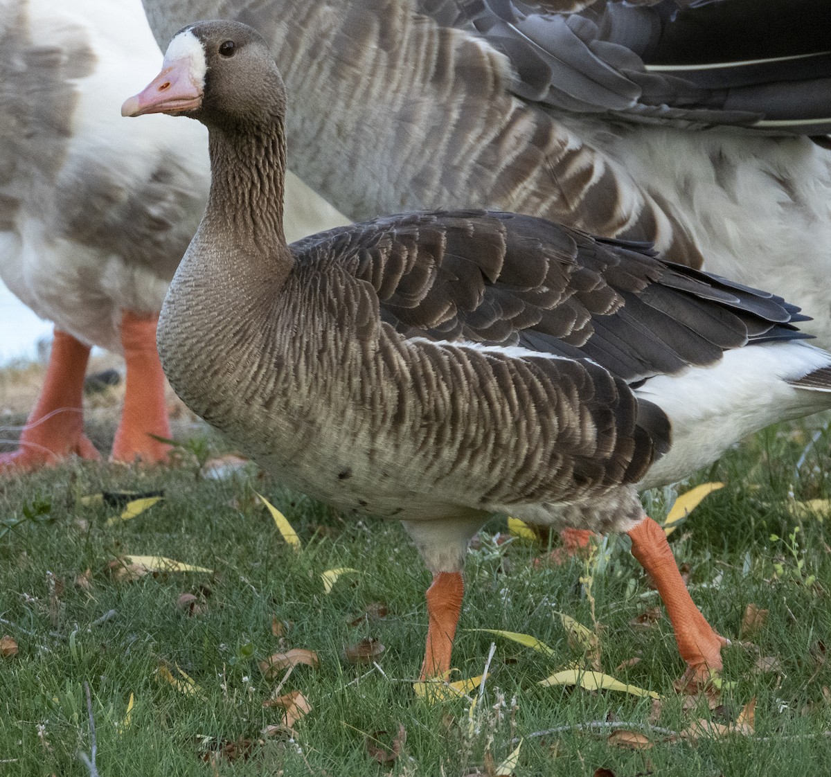 Greater White-fronted Goose - ML250849271