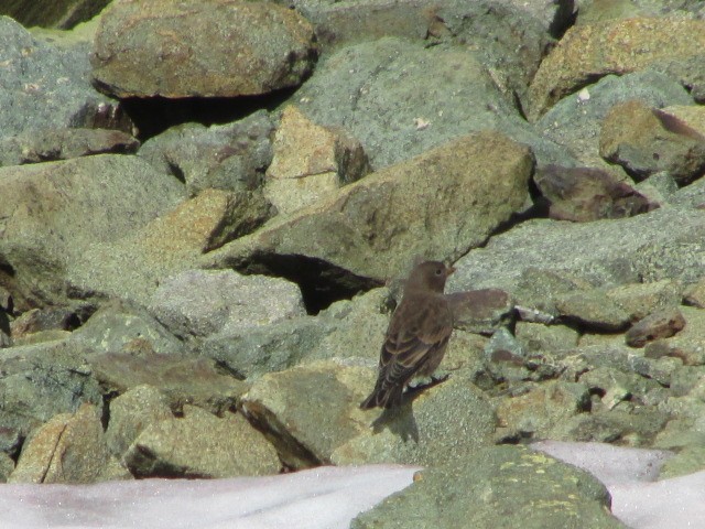 Gray-crowned Rosy-Finch - ML250851791