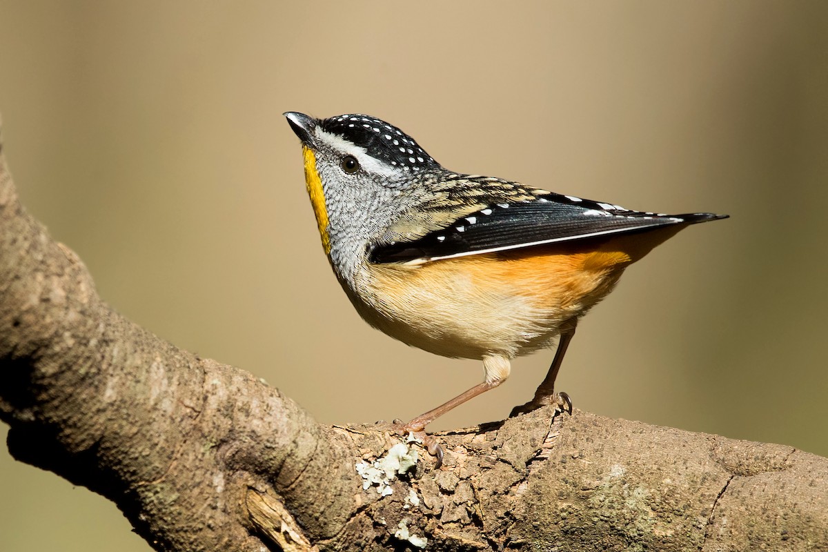 Spotted Pardalote (Spotted) - ML250852001