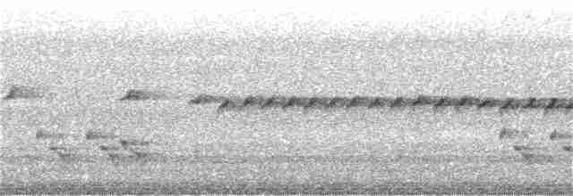 hvitstrupehonningeter - ML250852181