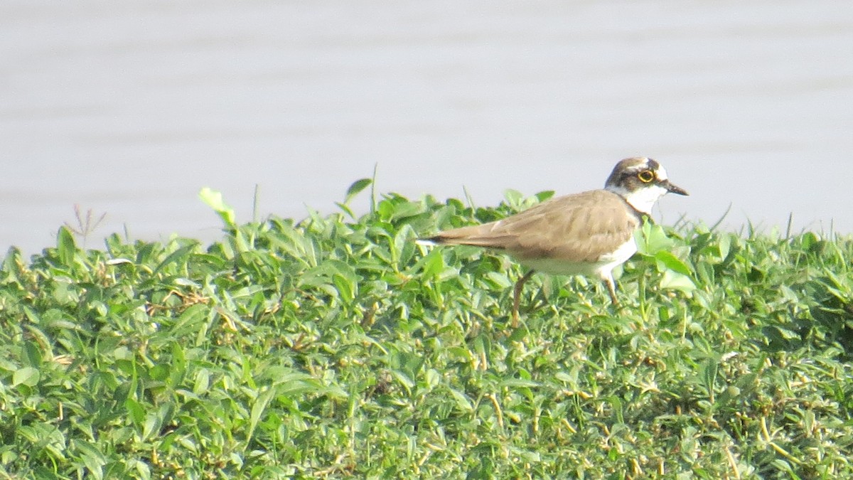 Little Ringed Plover - Syed Muzamil