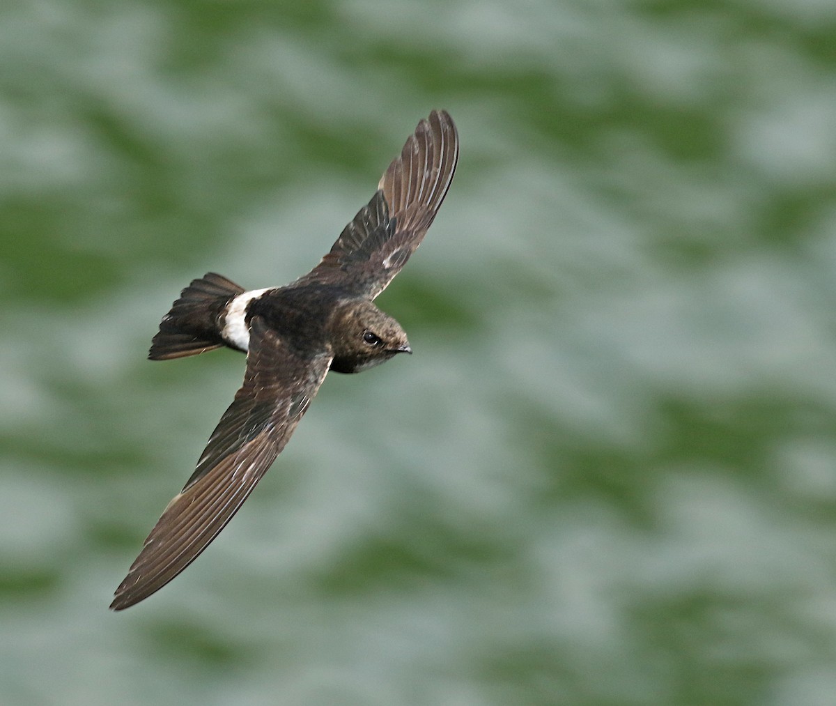 House Swift - Dave Bakewell