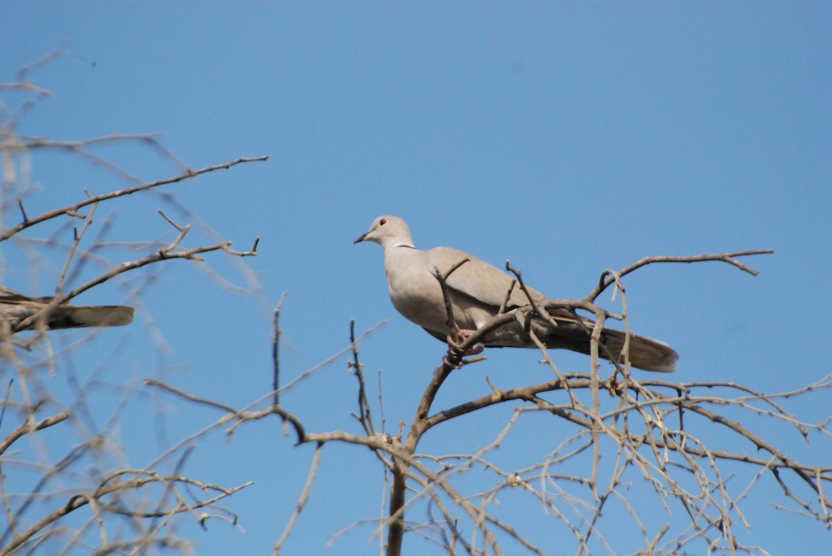 Eurasian Collared-Dove - ML250856471