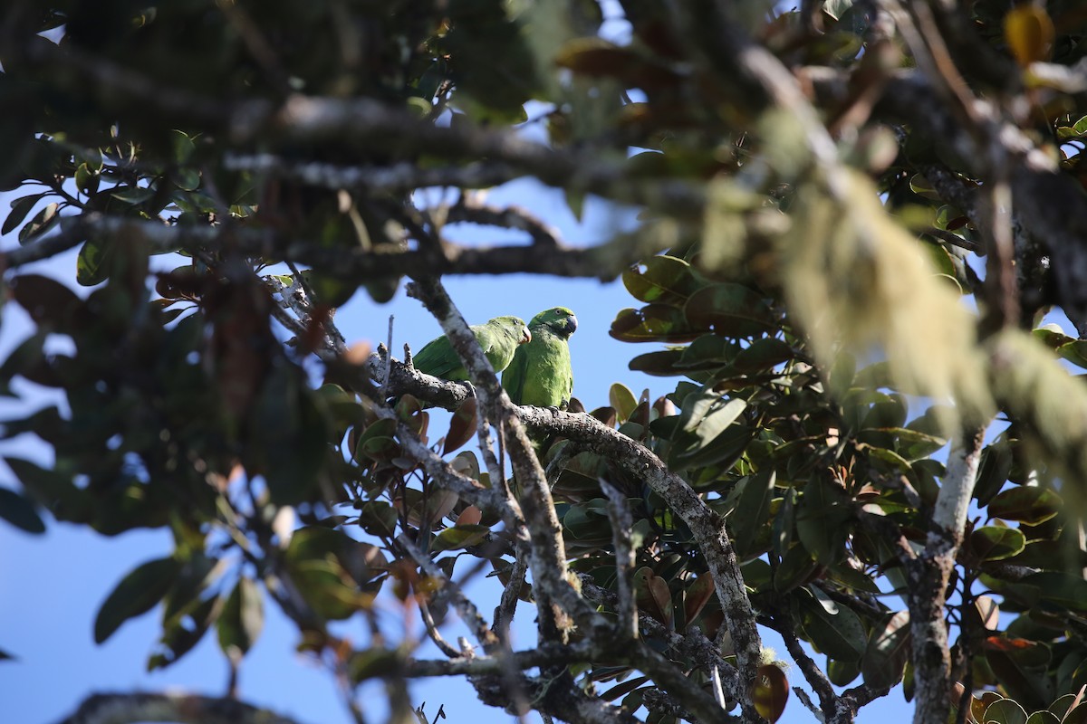 Morityus Yeşil Papağanı - ML250862171