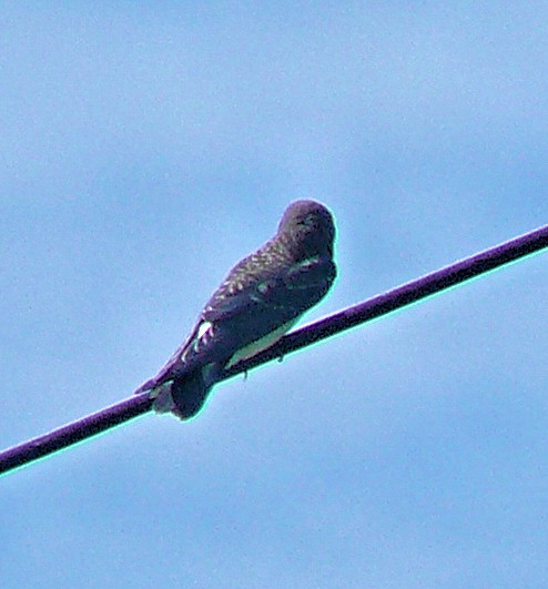 White-breasted Woodswallow - ML250862671