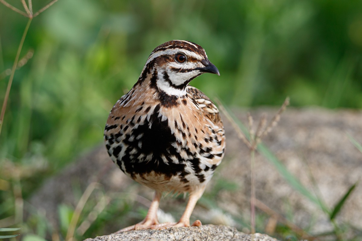 Rain Quail - Hari K Patibanda