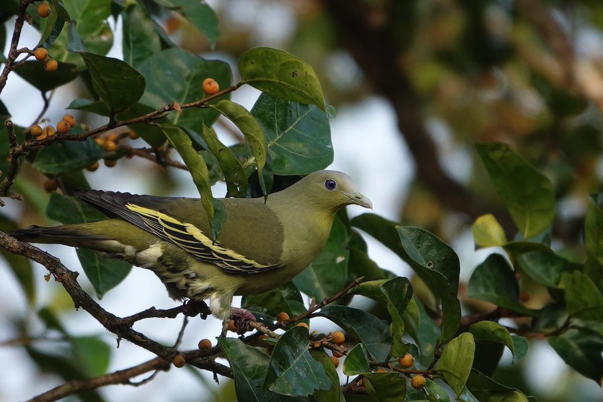 Gray-fronted Green-Pigeon - ML250868111