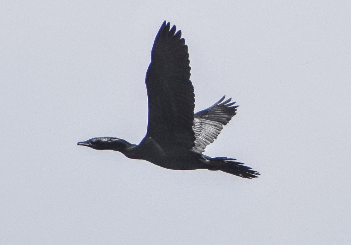 Indian Cormorant - ML250870841