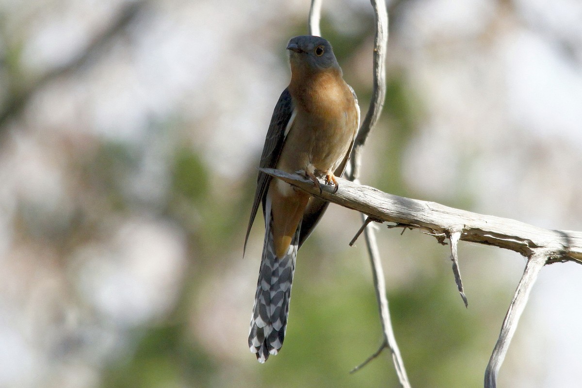 Fan-tailed Cuckoo - Alan Atkinson