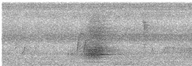 svartskrike (leucopterus) (hvitvingeskrike) - ML250875021