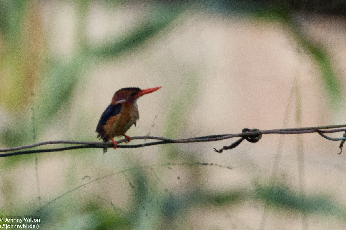 African Pygmy Kingfisher - Johnny Wilson