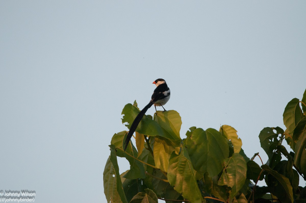 Pin-tailed Whydah - Johnny Wilson
