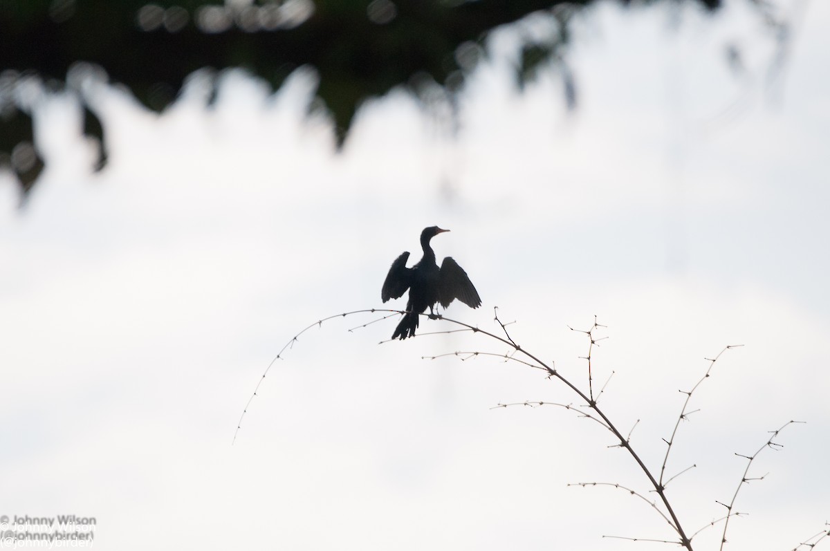Long-tailed Cormorant - Johnny Wilson