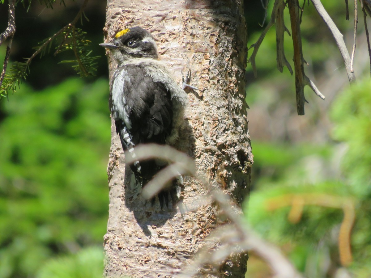 American Three-toed Woodpecker (Rocky Mts.) - ML250879411