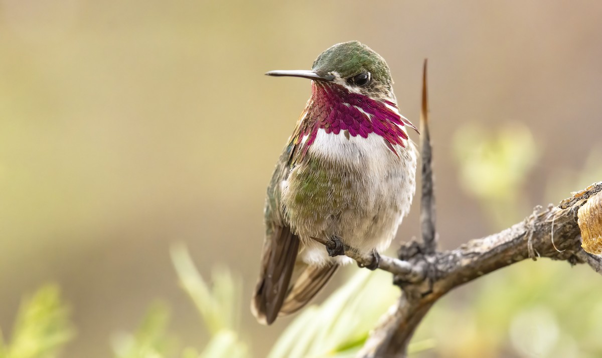 Calliope Hummingbird - Marky Mutchler
