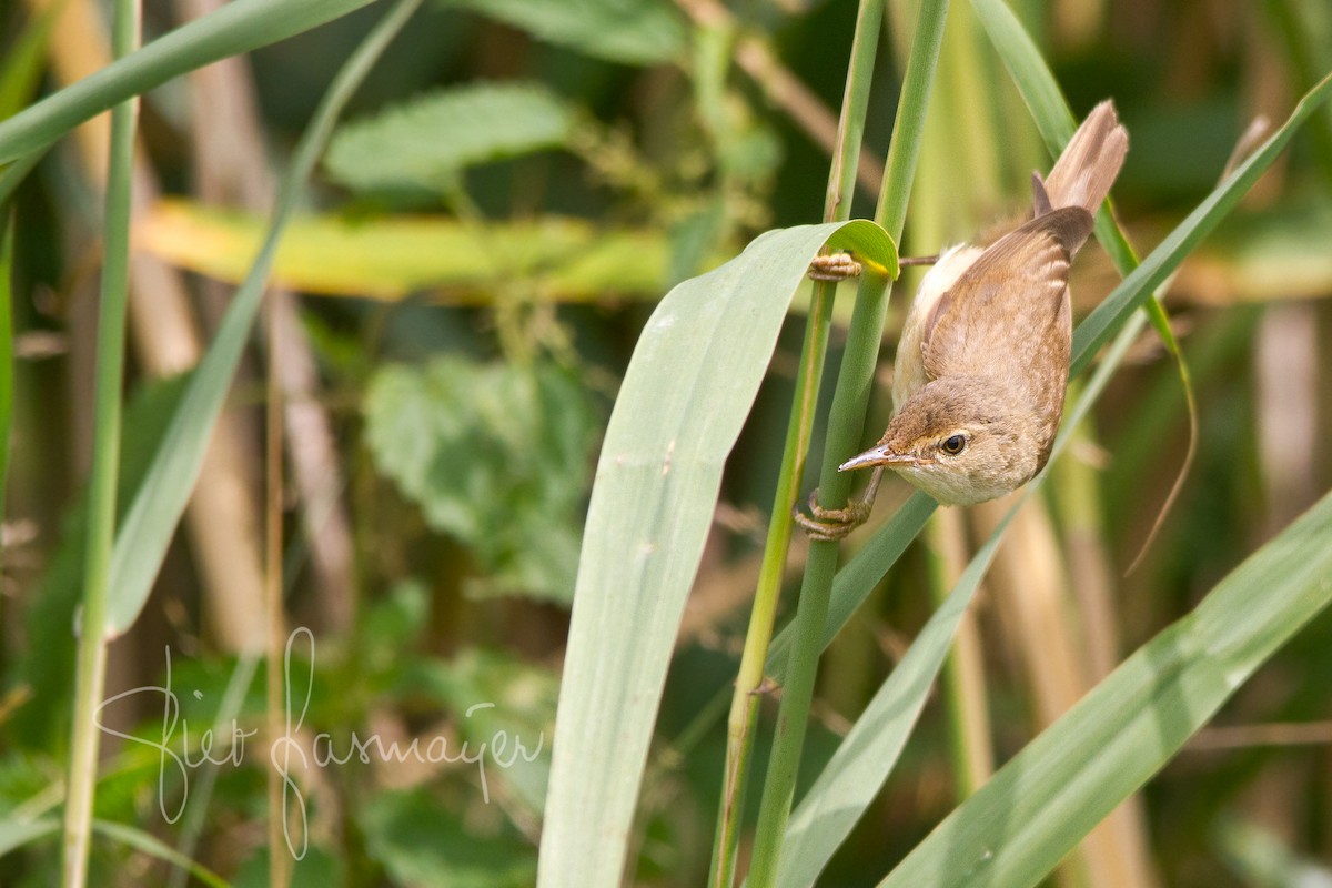 Common Reed Warbler - ML250883271