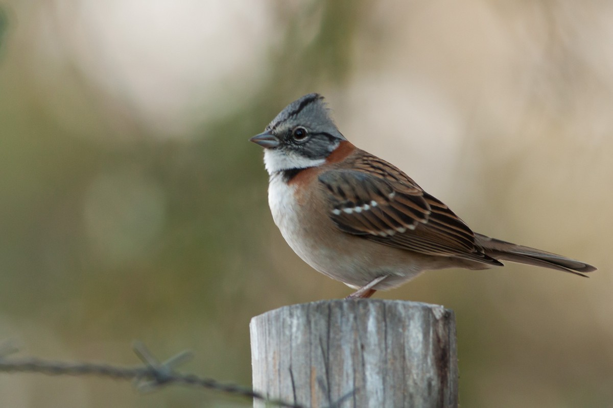 Rufous-collared Sparrow (Rufous-collared) - ML250883701
