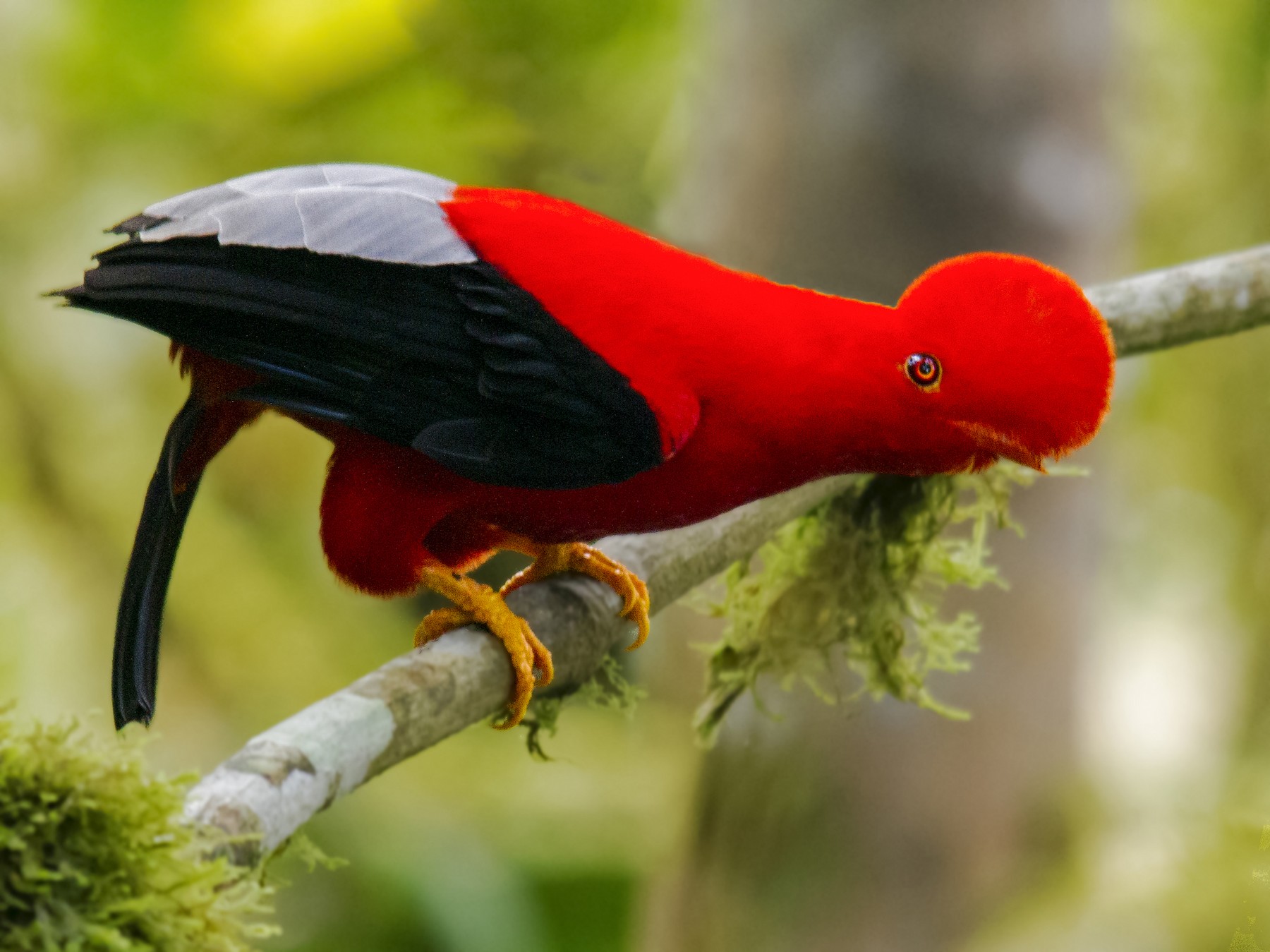 Watching the Andean Cock-of-the-rock: One of the iconic Andean birds ...