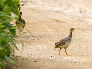  - White-bellied Nothura