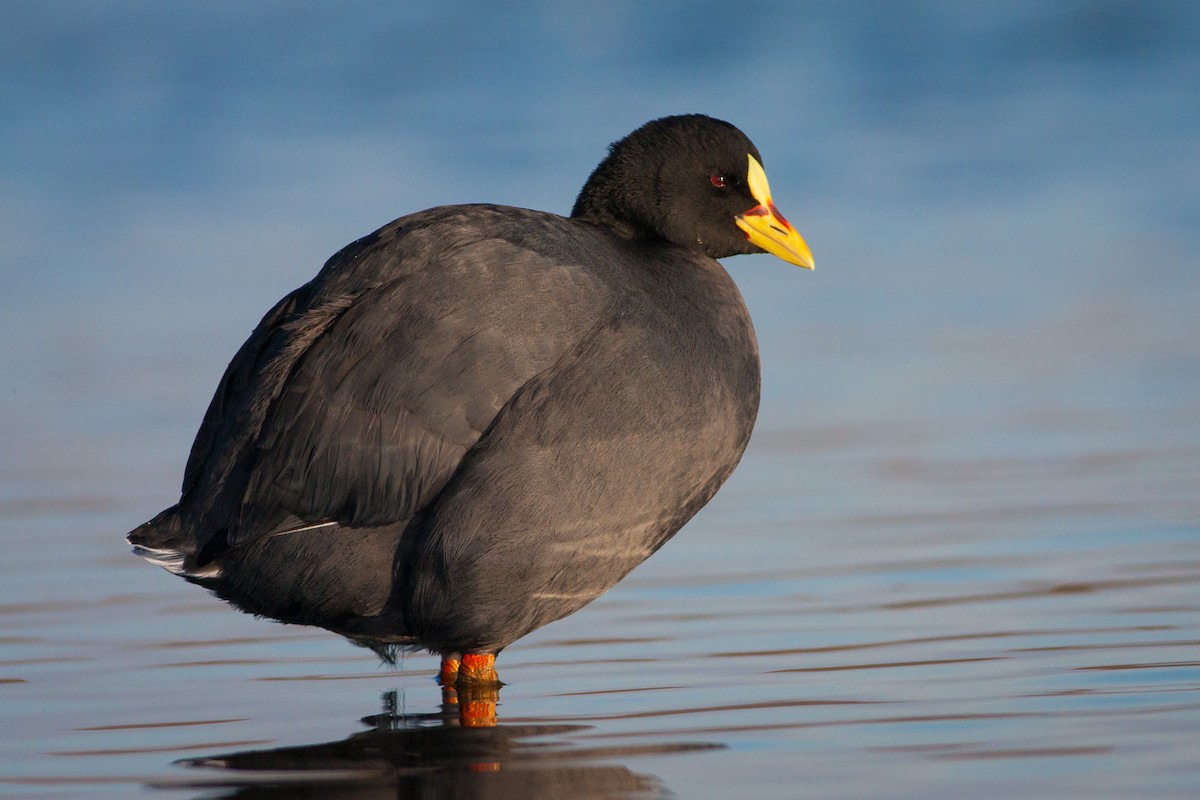 Red-gartered Coot - ML250888801