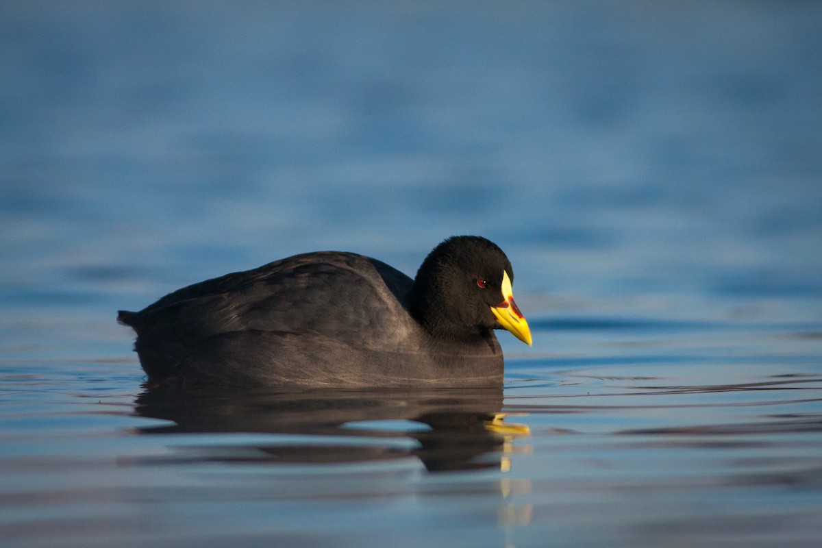 Red-gartered Coot - ML250888831