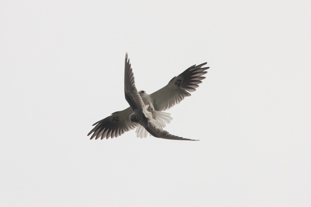 White-tailed Kite - ML250889761