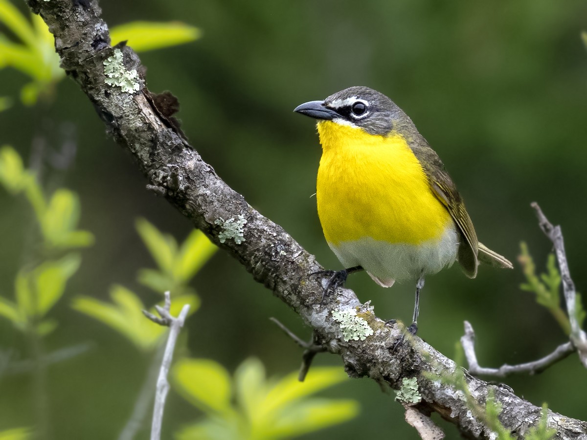 Yellow-breasted Chat - ML250891531