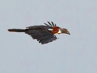 Female - Lars Petersson | My World of Bird Photography - ML250895951