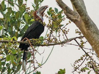 クロコブサイチョウ　♂♀ペア　頭骨 クロコブサイチョウ (Ceratogymna atrata)