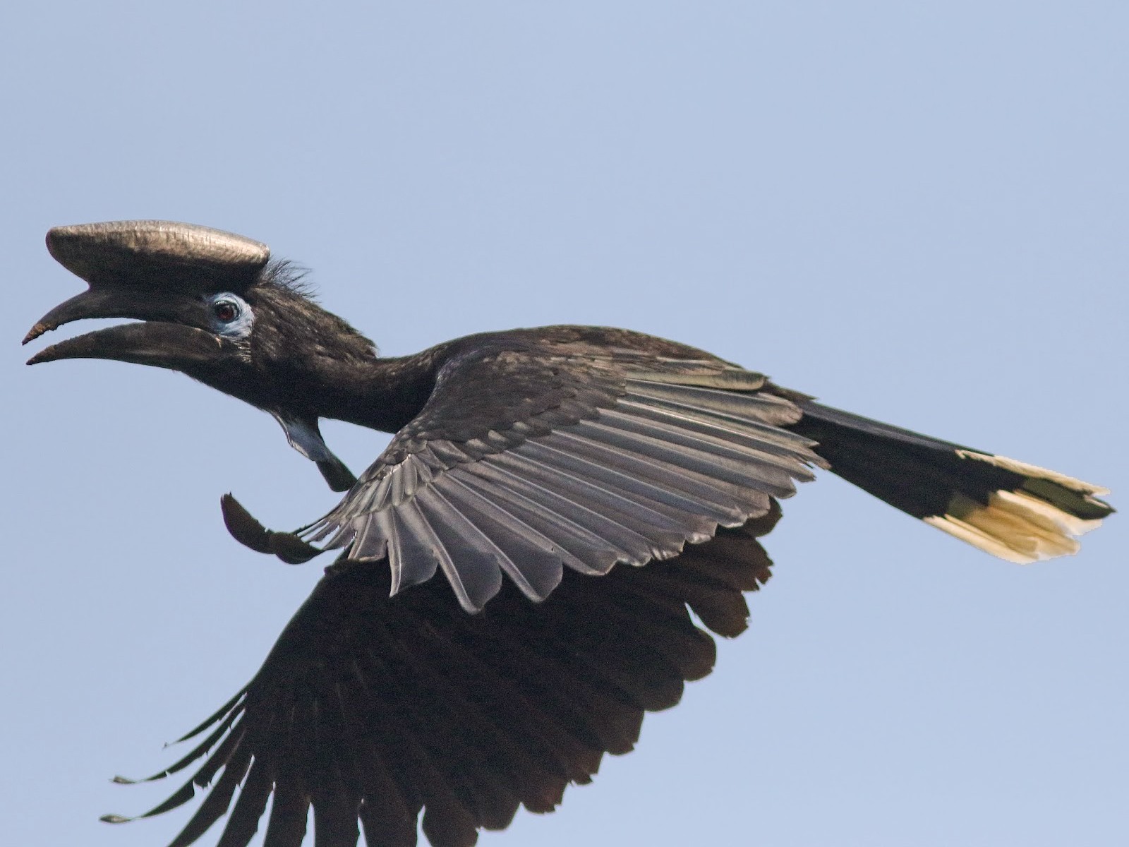 Black-casqued Hornbill - Peter Alfrey