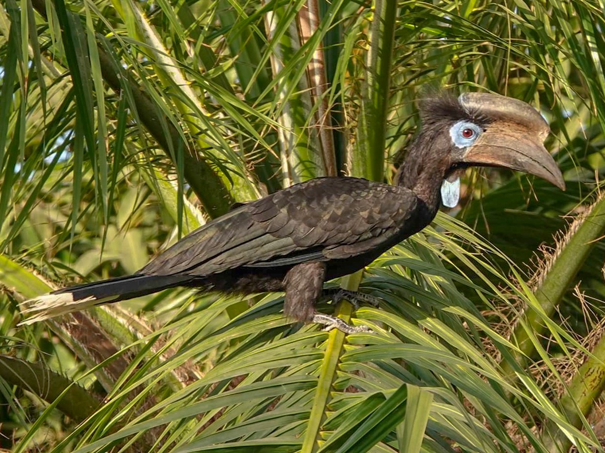 Black-casqued Hornbill - Geoff Dobbs