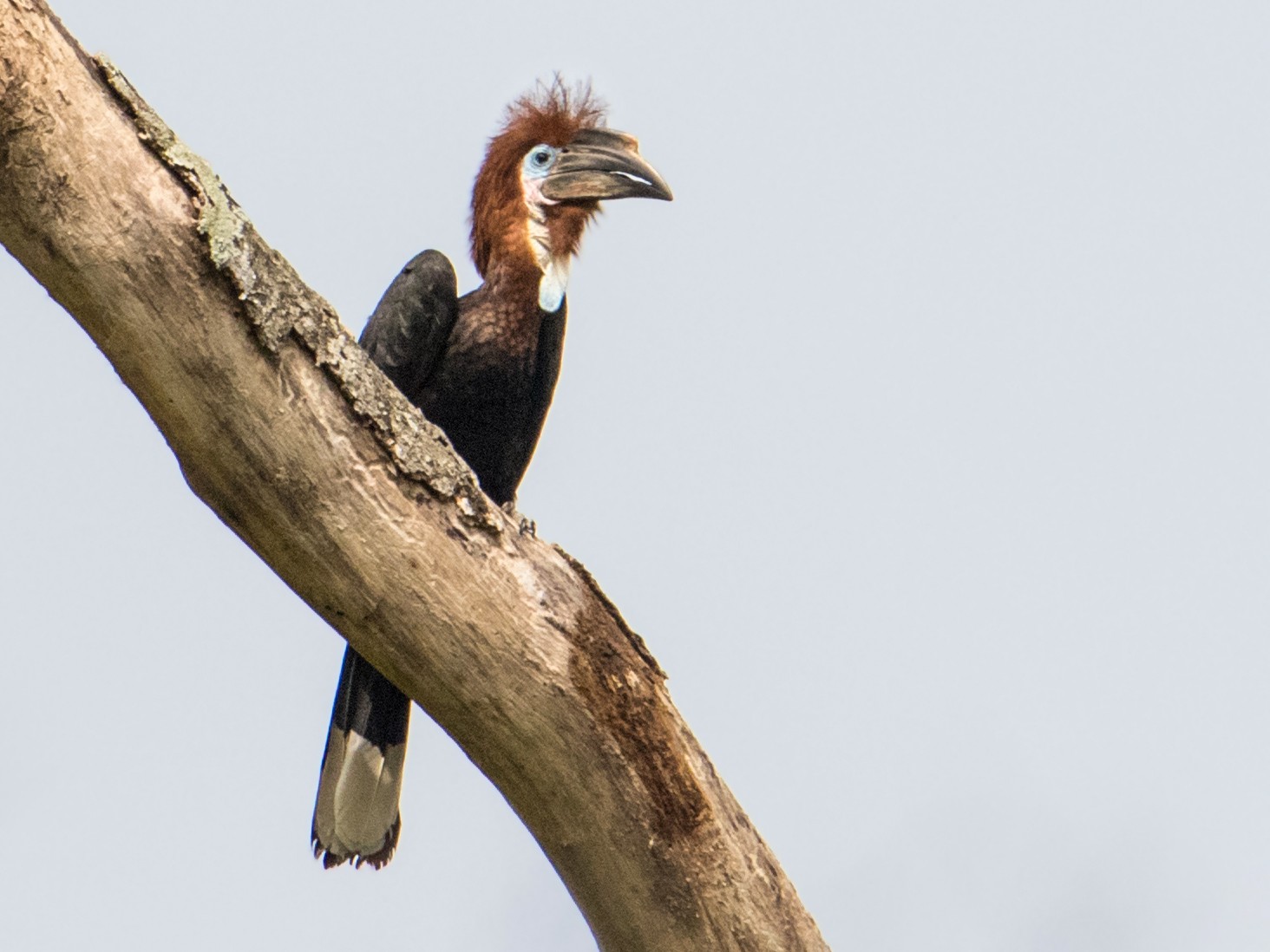 Black-casqued Hornbill - Peter  Steward