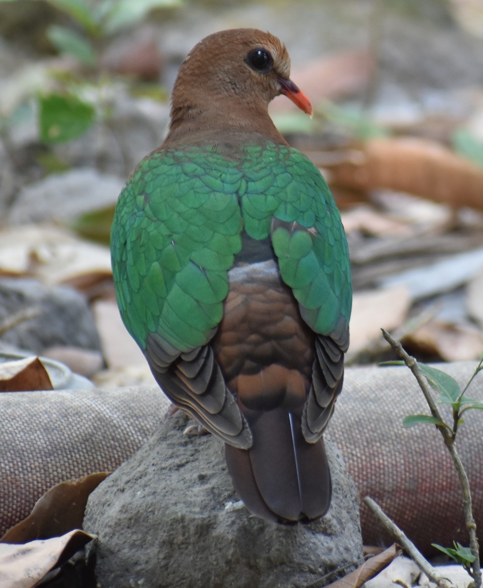 Asian Emerald Dove - ML250896251