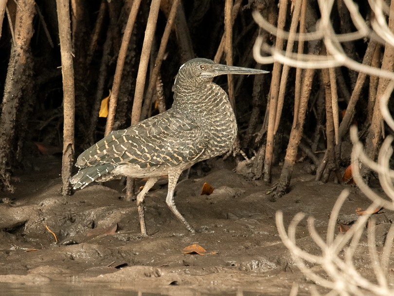 White-crested Tiger-Heron - Frédéric Bacuez