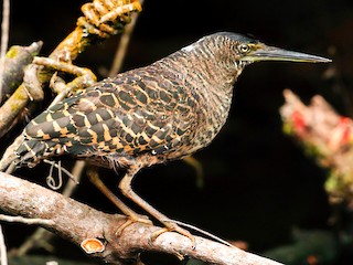  - White-crested Tiger-Heron