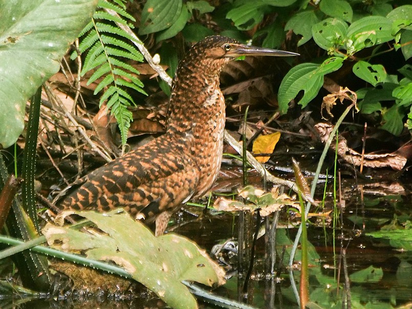White-crested Bittern - eBird