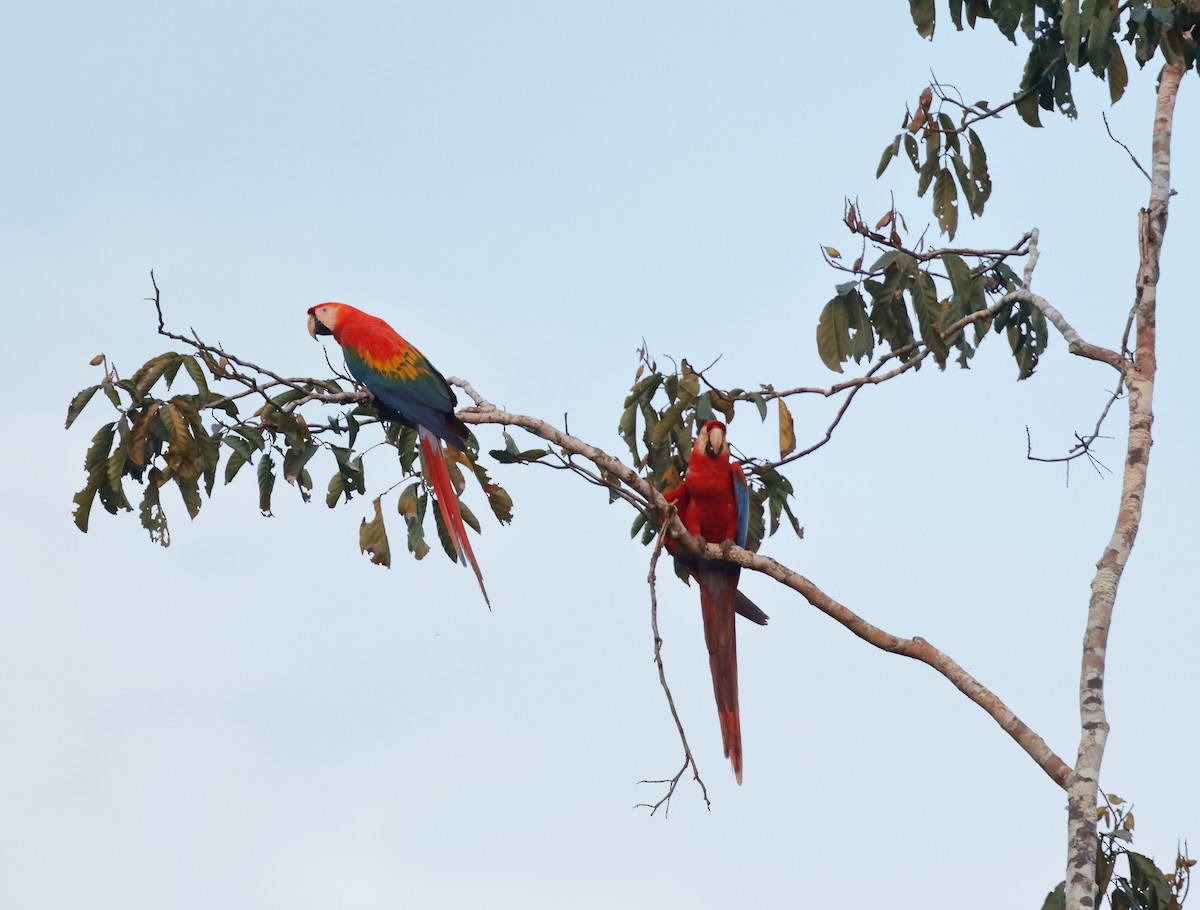 Scarlet Macaw - ML250896881
