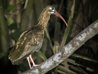 Spot-breasted Ibis - eBird