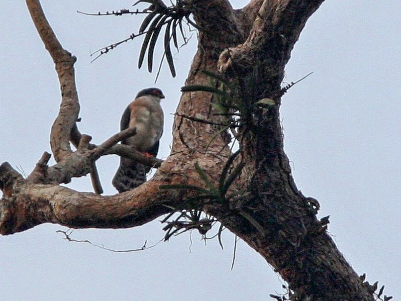 Red-thighed Sparrowhawk - Ottavio Janni